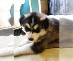 Small Photo #5 Wolf Hybrid Puppy For Sale in BYBEE, TN, USA