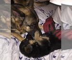 Small Photo #4 German Shepherd Dog Puppy For Sale in HOUSTON, TX, USA