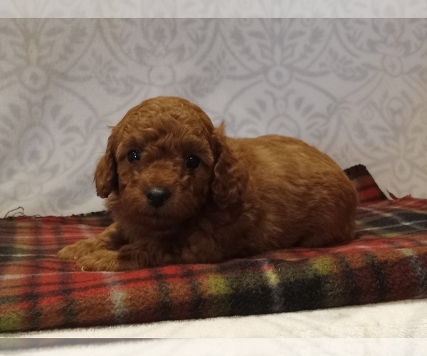 Medium Photo #2 Poodle (Toy) Puppy For Sale in MILFORD, IN, USA