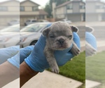 Small Photo #6 French Bulldog Puppy For Sale in LANCASTER, CA, USA