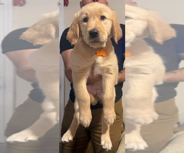 Medium Photo #3 Golden Retriever Puppy For Sale in KISSIMMEE, FL, USA