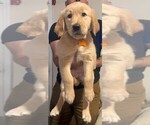 Small #2 Golden Retriever