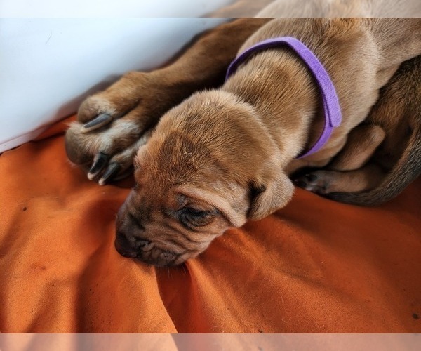 Medium Photo #11 Rhodesian Ridgeback Puppy For Sale in LOCKHART, TX, USA