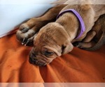 Small Photo #11 Rhodesian Ridgeback Puppy For Sale in LOCKHART, TX, USA