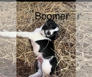 English Springer Spaniel Puppy for sale in MARTVILLE, NY, USA