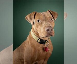 Mutt Dogs for adoption in Oklahoma City, OK, USA