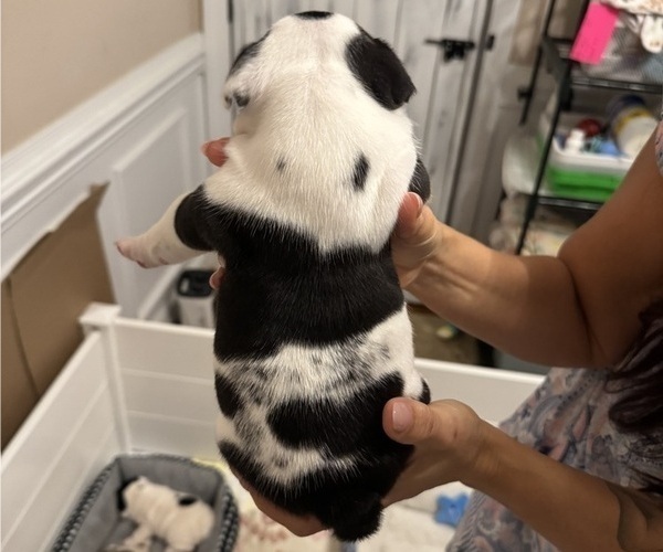 Medium Photo #4 English Bulldog Puppy For Sale in FAYETTEVILLE, NC, USA