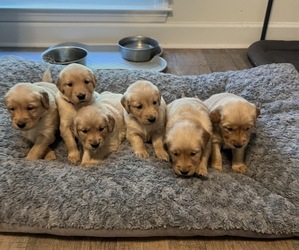 Golden Retriever Litter for sale in MOUNT JULIET, TN, USA