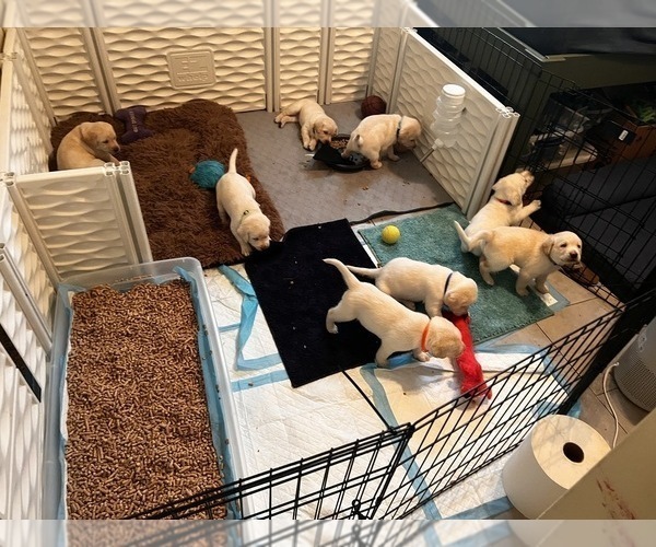 Medium Photo #21 Labrador Retriever Puppy For Sale in CLOVIS, CA, USA