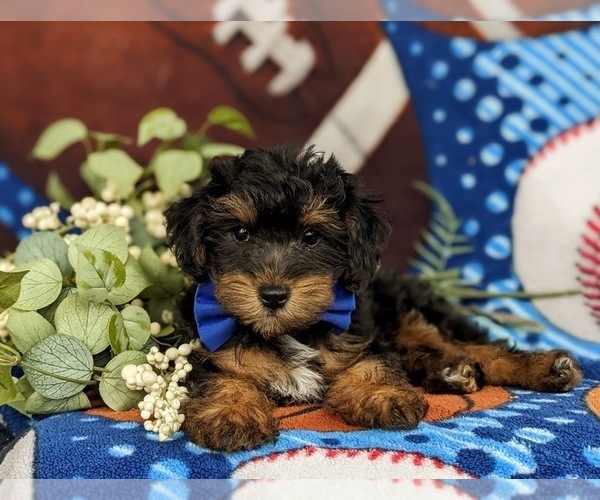 Medium Photo #5 Poodle (Toy)-Yorkshire Terrier Mix Puppy For Sale in OXFORD, PA, USA