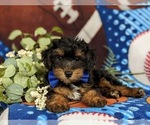 Small Photo #5 Poodle (Toy)-Yorkshire Terrier Mix Puppy For Sale in OXFORD, PA, USA