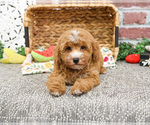 Small #2 Goldendoodle-Poodle (Toy) Mix