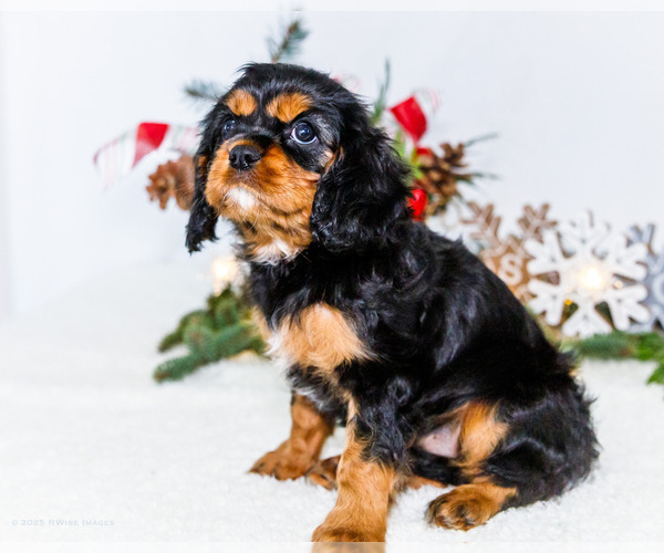 Medium Photo #4 Cavalier King Charles Spaniel Puppy For Sale in WAKARUSA, IN, USA