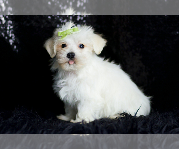 Medium Photo #93 Morkie Puppy For Sale in WARSAW, IN, USA