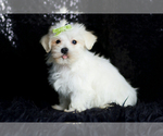 Small Photo #93 Morkie Puppy For Sale in WARSAW, IN, USA