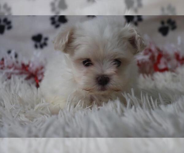 Medium Photo #7 Maltese Puppy For Sale in NAPLES, FL, USA