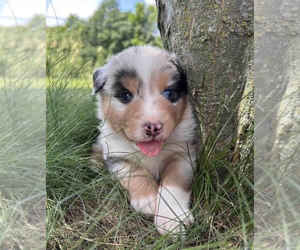 Medium Photo #6 Australian Shepherd Puppy For Sale in JEROMESVILLE, OH, USA
