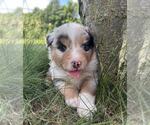 Small #5 Australian Shepherd