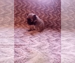 Small Photo #6 Pomeranian Puppy For Sale in CORYDON, IN, USA