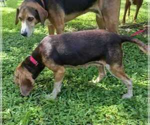 Rue - Female Beagle Dog for Adoption - Photo #11