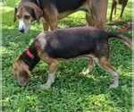 Small Photo #11 Beagle Puppy For Sale in Dunnellon, FL, USA
