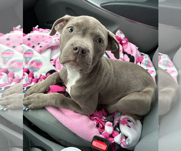 Medium Photo #3 American Pit Bull Terrier Puppy For Sale in Belleville, MI, USA