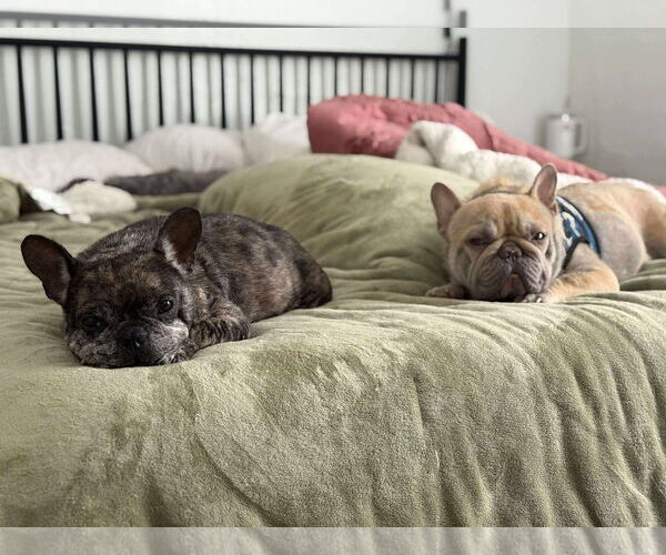 Medium Photo #4 French Bulldog Puppy For Sale in Valrico, FL, USA