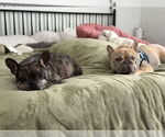 Small #3 French Bulldog