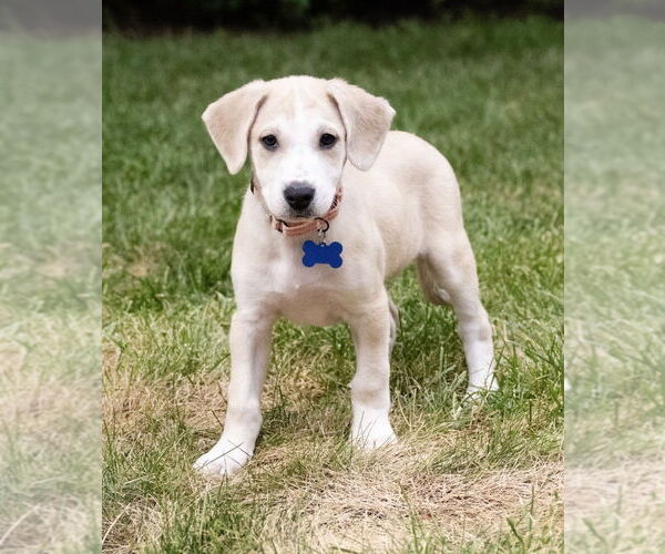 Medium Photo #1 Mutt Puppy For Sale in Plymouth, MN, USA