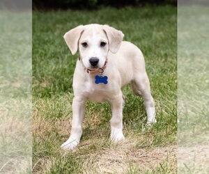 Mutt Dogs for adoption in Plymouth, MN, USA