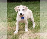 Small Mutt