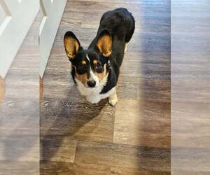 Mother of the Pembroke Welsh Corgi puppies born on 04/23/2025