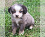 Image preview for Ad Listing. Nickname: Gabby pups