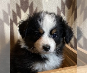 Miniature Australian Shepherd Puppy for sale in FORT MORGAN, CO, USA