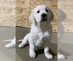 Small #1 English Cream Golden Retriever