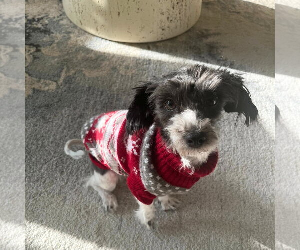 Medium Photo #2  Puppy For Sale in , 