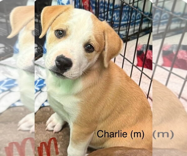 Medium Photo #1 Mutt Puppy For Sale in Wenonah, NJ, USA