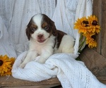 Small Photo #43 Cock-A-Poo Puppy For Sale in GOSHEN, IN, USA