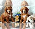 Small Photo #4 Poodle (Standard) Puppy For Sale in SEATTLE, WA, USA