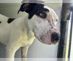 American Pit Bull Terrier-Unknown Mix Dogs for adoption in Houston, TX, USA