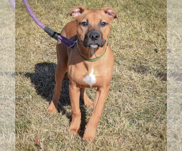 Medium Photo #3 American Staffordshire Terrier-Boxer Mix Puppy For Sale in Huntley, IL, USA