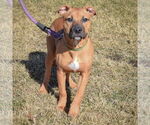 Small #2 American Staffordshire Terrier-Boxer Mix