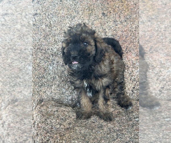 Medium Photo #19 Poodle (Miniature)-Poodle (Standard) Mix Puppy For Sale in LONGMONT, CO, USA