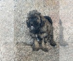 Small #18 Poodle (Miniature)-Poodle (Standard) Mix