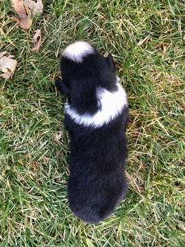 Medium Photo #5 Australian Shepherd Puppy For Sale in ROBERTS, IL, USA