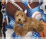 Small Photo #5 Goldendoodle (Miniature) Puppy For Sale in KIRKWOOD, PA, USA