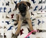 Small Photo #4 Belgian Malinois Puppy For Sale in SAINT GEORGE, UT, USA
