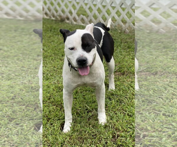 Medium Photo #13 American Pit Bull Terrier-Unknown Mix Puppy For Sale in Virginia Beach, VA, USA