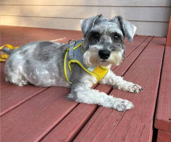 Medium Photo #1 Schnauzer (Miniature) Puppy For Sale in DALLAS, GA, USA