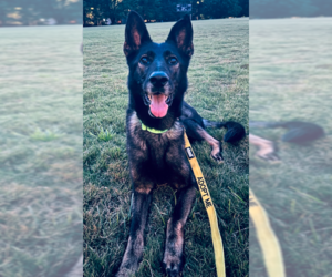 German Shepherd Dog-Unknown Mix Dogs for adoption in Decatur, GA, USA